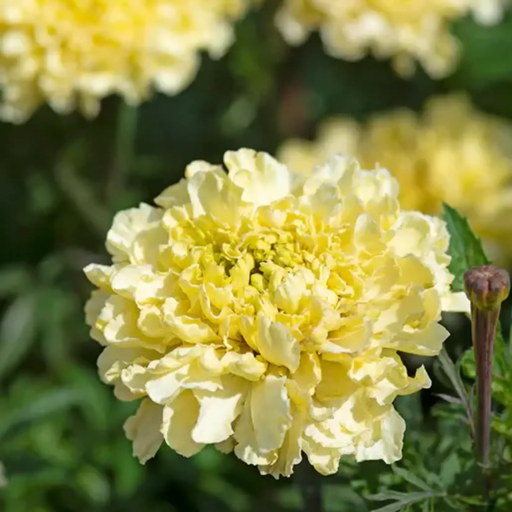 Seeds, Marigolds Sugar and Spice White (West Coast Seeds)