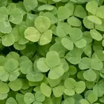 Seeds, Microclover Pelleted (West Coast Seeds)