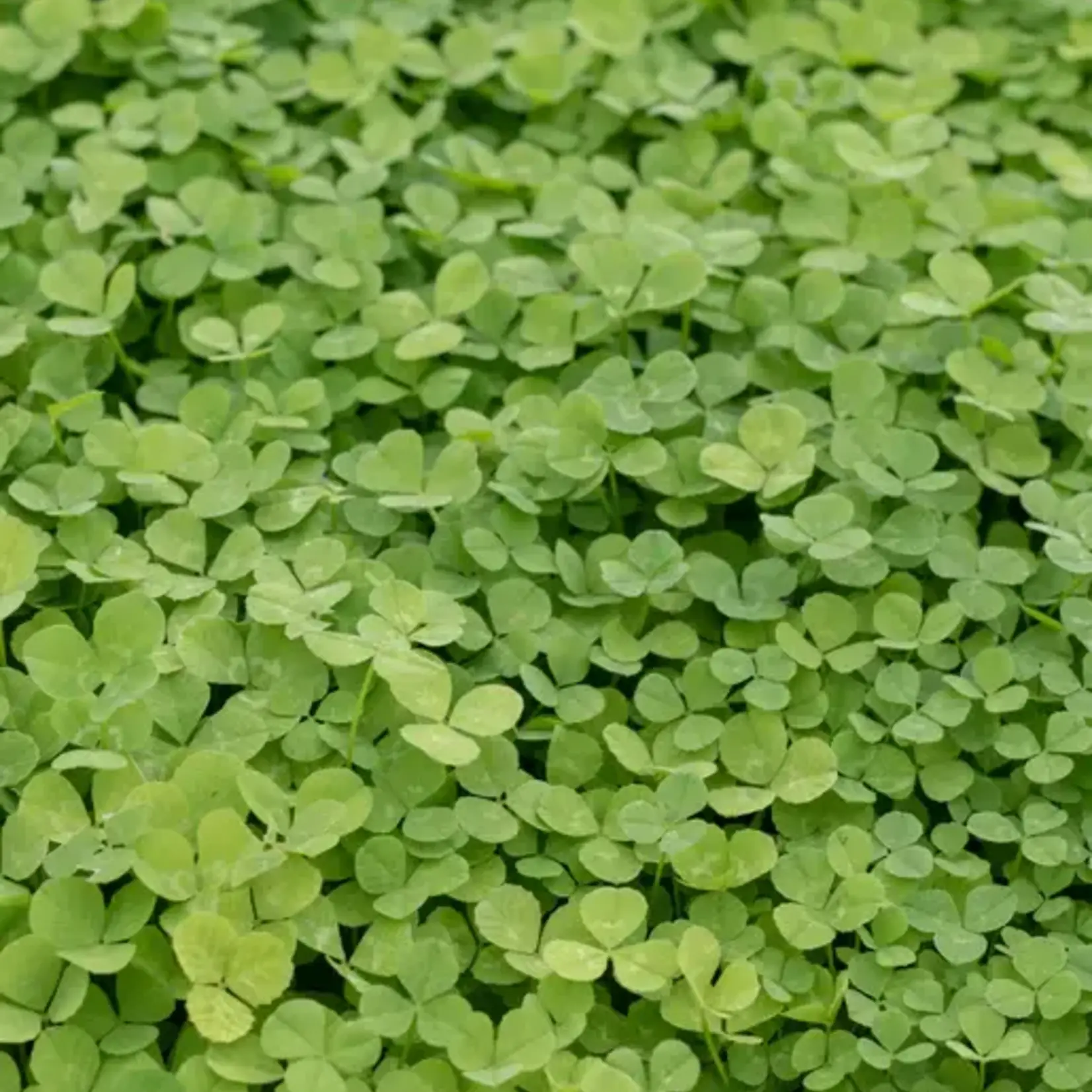 Seeds, Microclover Pelleted (West Coast Seeds)