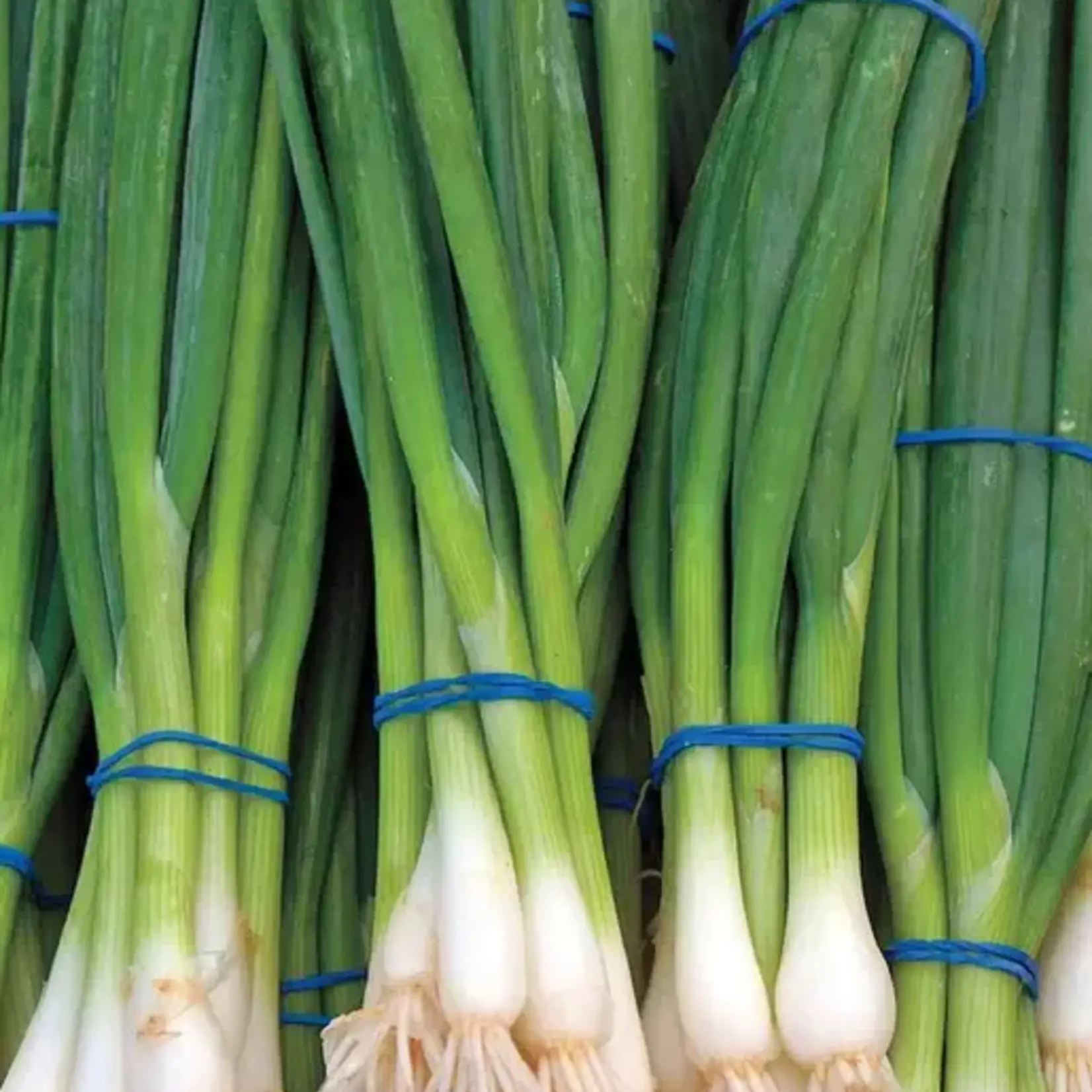 Seeds, Onions Ramrod (West Coast Seeds)