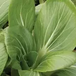 Seeds, Pac Choi White-Stemmed (West Coast Seeds)