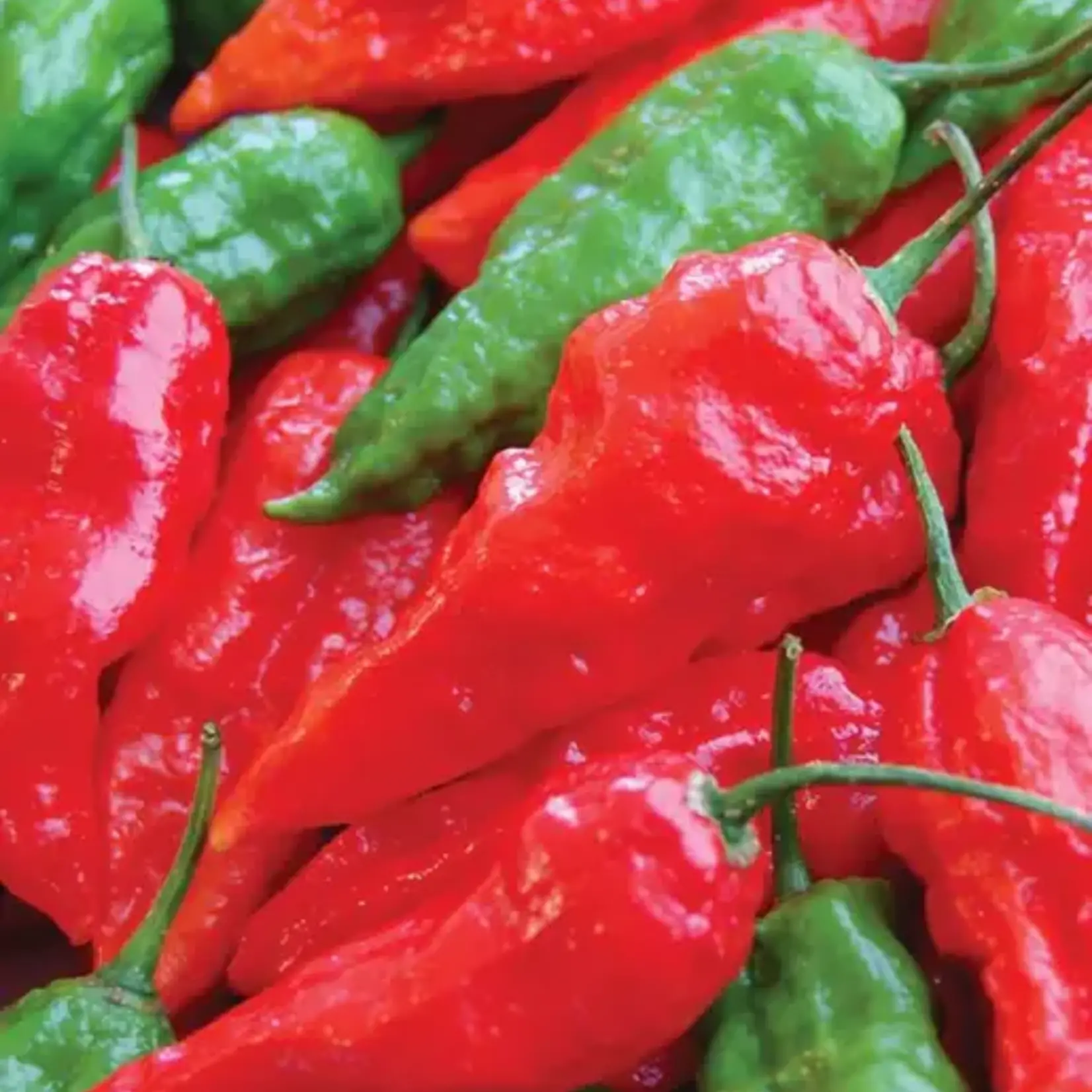 Seeds, Pepper Hot Ghost Chili (West Coast Seeds)