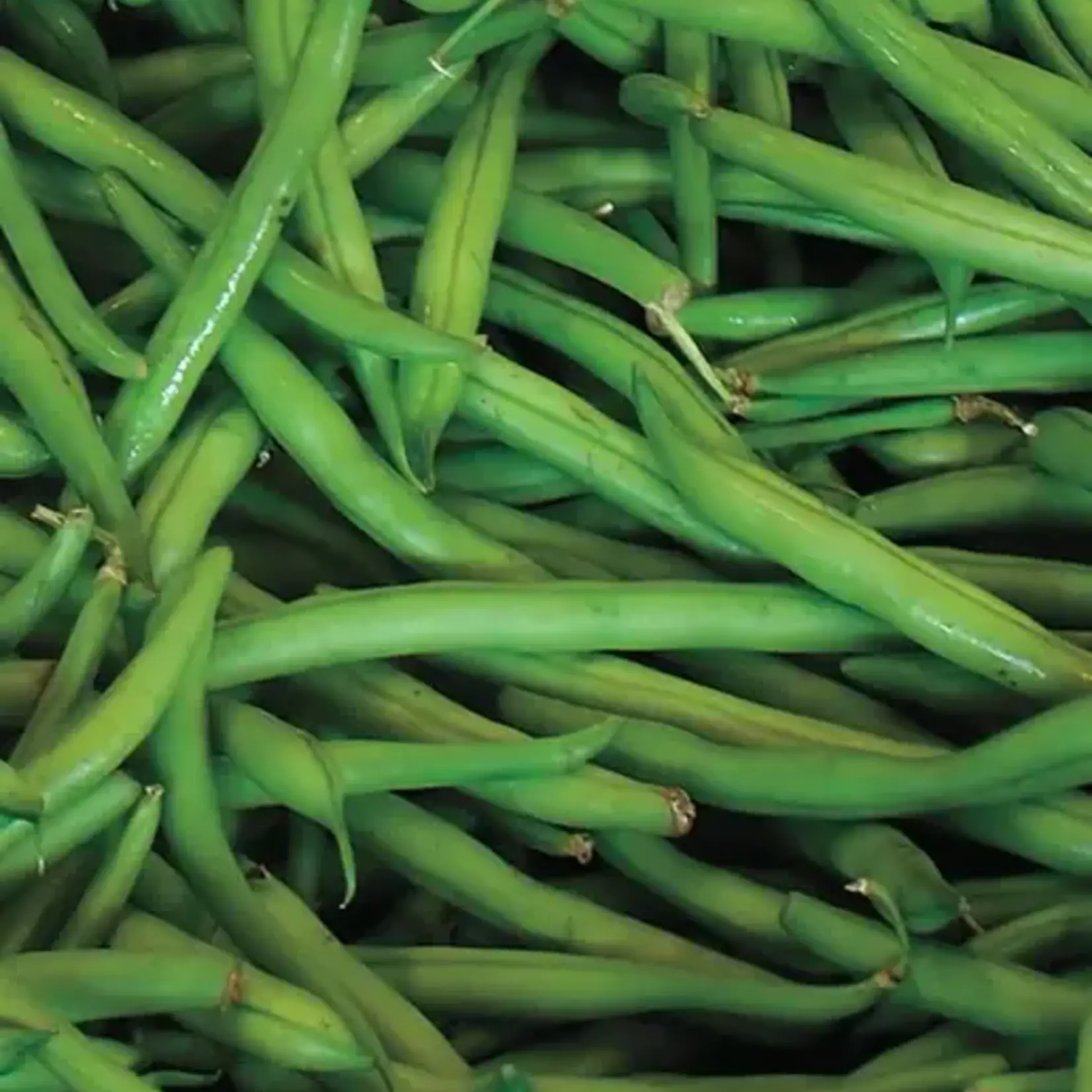 Seeds, Beans Blue Lake (West Coast Seeds)