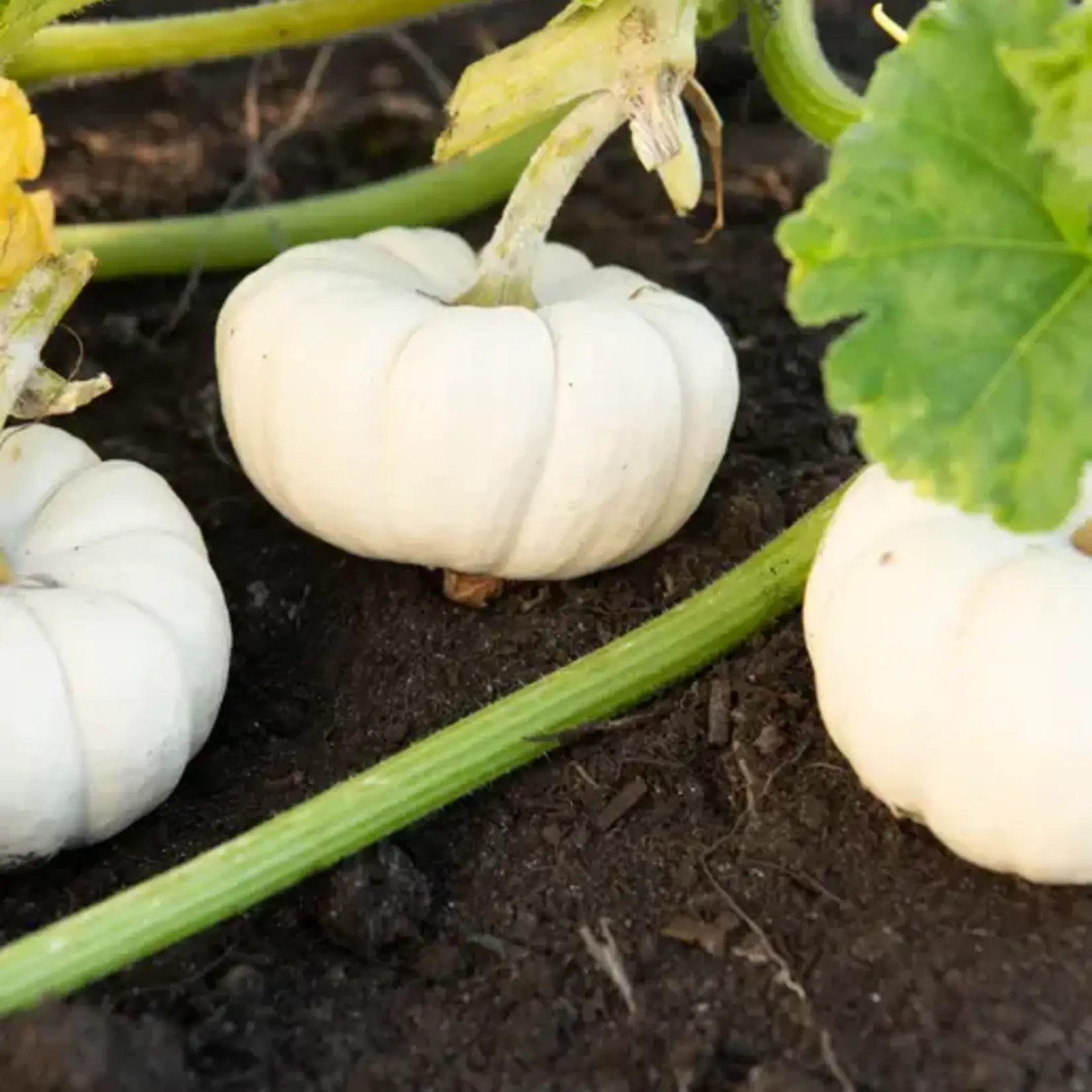 Seeds, Pumpkin Baby Boo (West Coast Seeds)