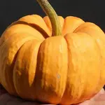 Seeds, Pumpkin Jack Be Little (West Coast Seeds)