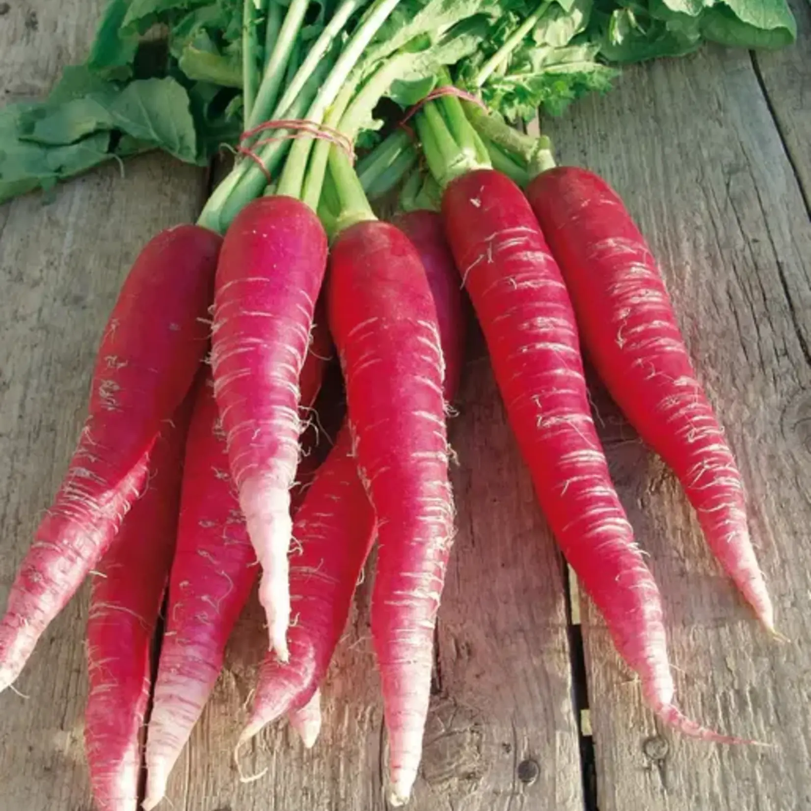 Seeds, Radish Ostergruss Rosa 2 Organic (West Coast Seeds)