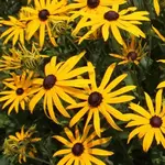 Seeds, Rudbeckia Black Eyed Susan (West Coast Seeds)