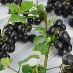 Seeds, Solanum Garden Huckleberry (West Coast Seeds)
