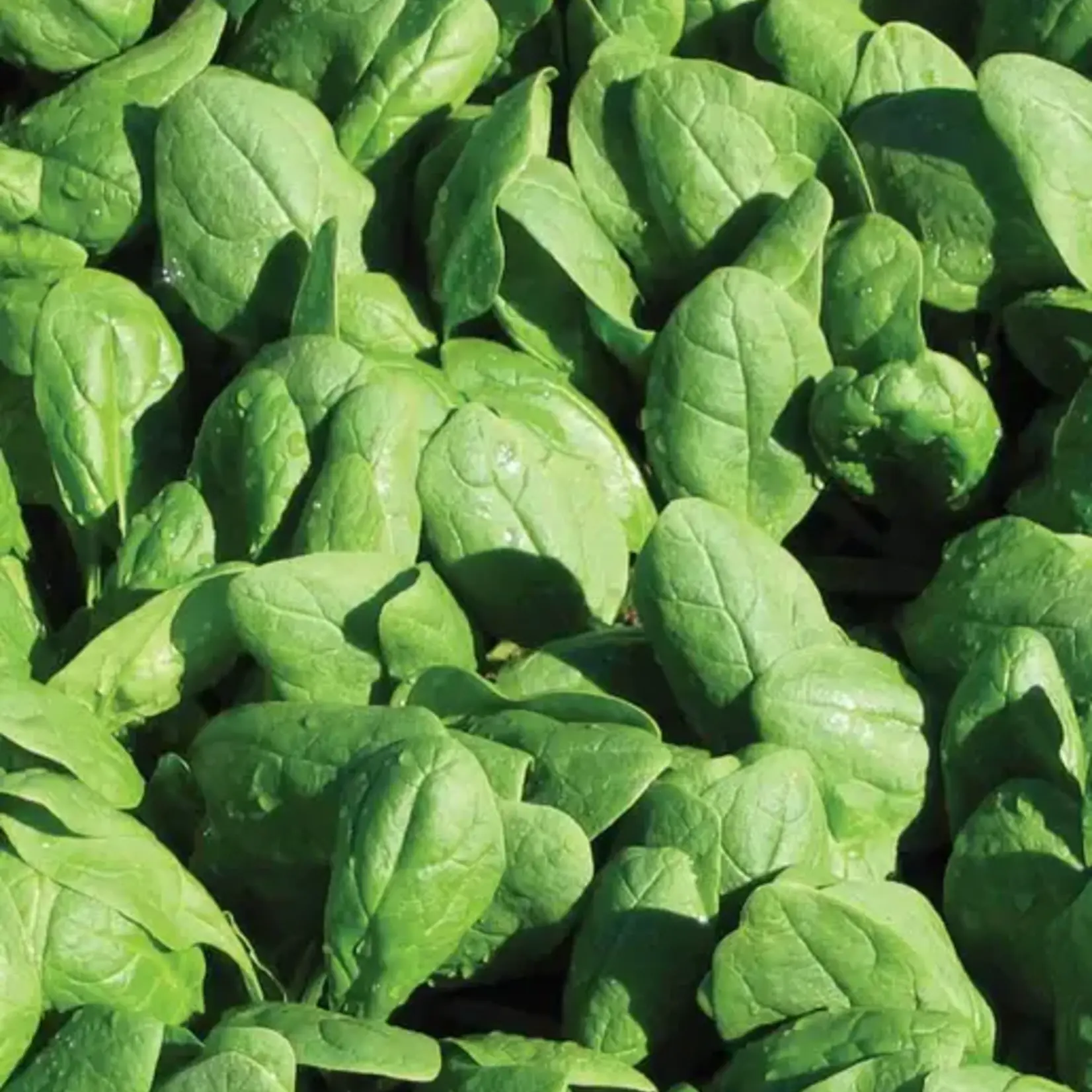 Seeds, Spinach Renegade F1 (West Coast Seeds)
