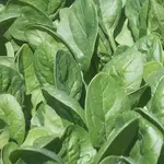 Seeds, Spinach Seaside F1 (West Coast Seeds)