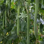 Seeds, Squash Emerald F1 (West Coast Seeds)
