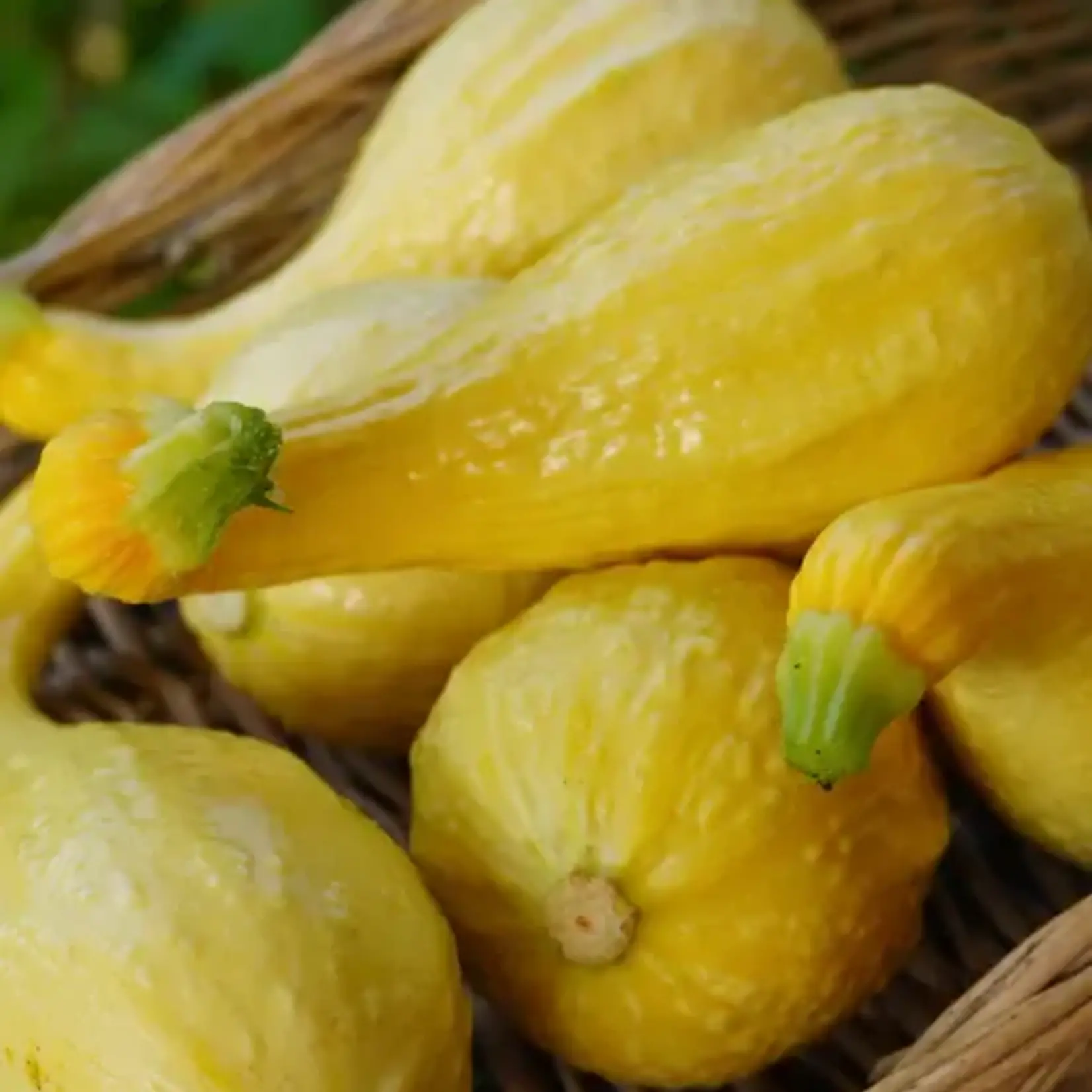 Seeds, Squash Golden Summer Crookneck (West Coast Seeds)