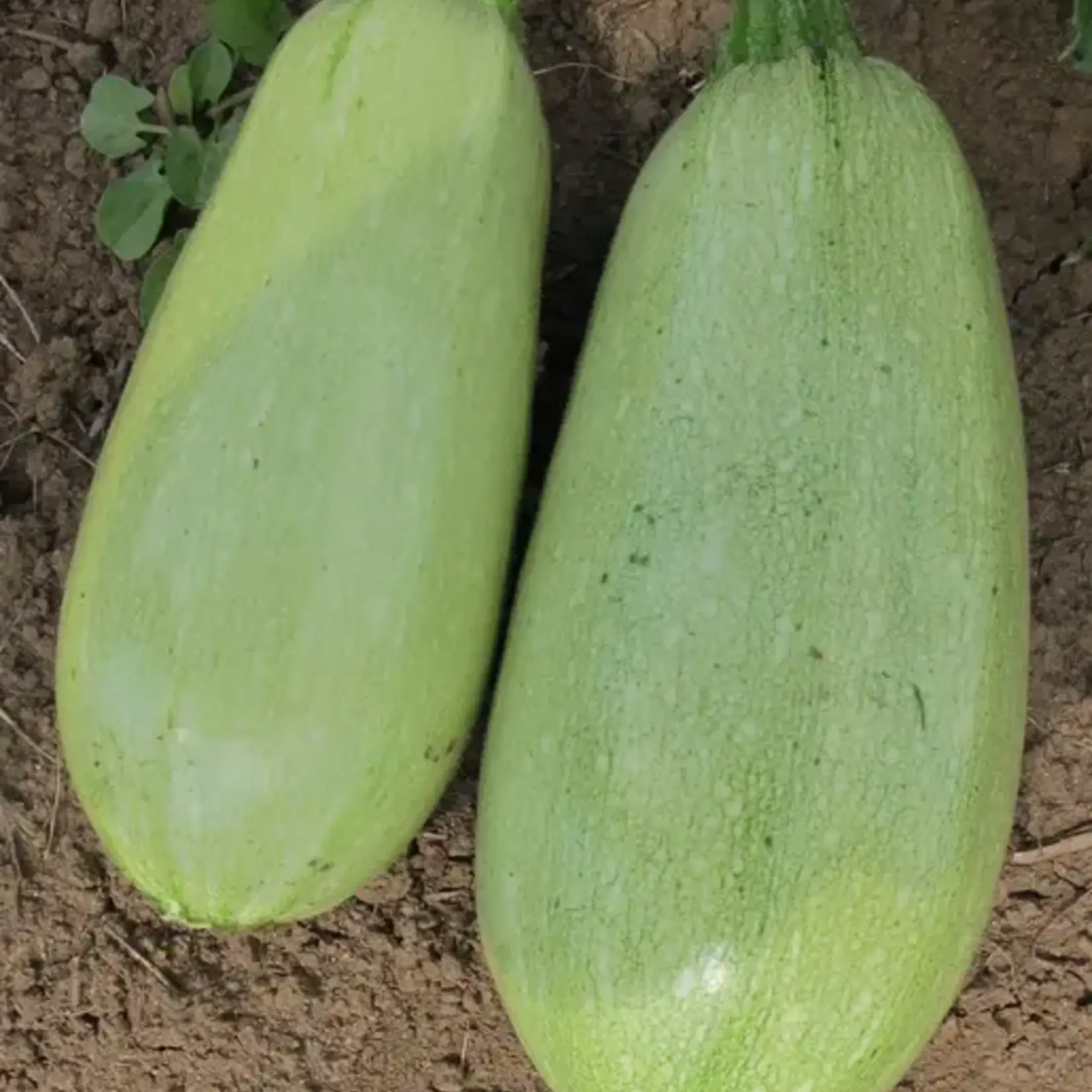 Seeds, Squash Magda F1 (West Coast Seeds)