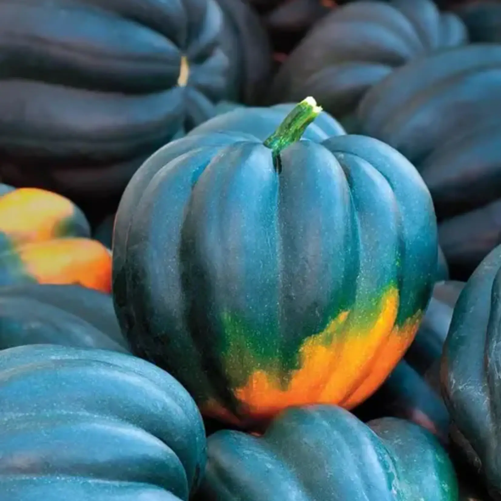Seeds, Squash Table Queen (West Coast Seeds)