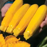 Seeds, Squash Summer Zucchini Yellowfin F1 Organic (West Coast Seeds)
