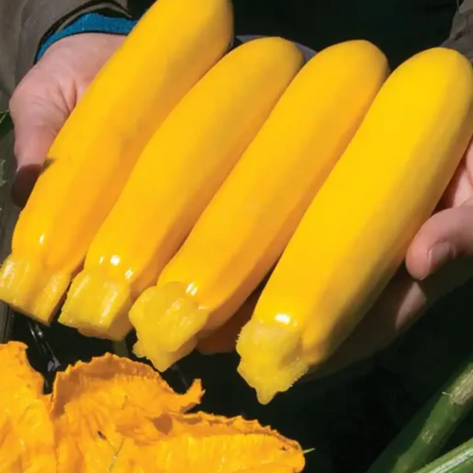 Seeds, Squash Summer Zucchini Yellowfin F1 Organic (West Coast Seeds)