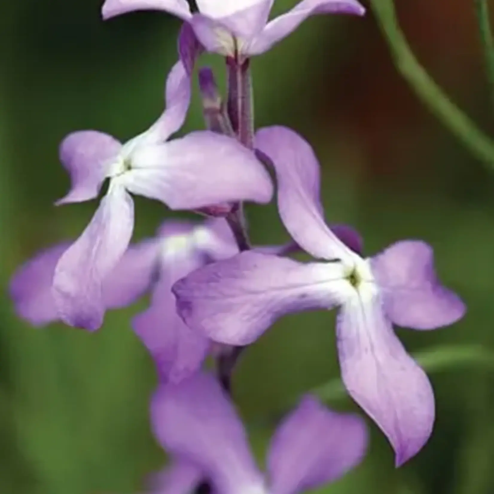 Seeds, Stocks Evening Scented (West Coast Seeds)