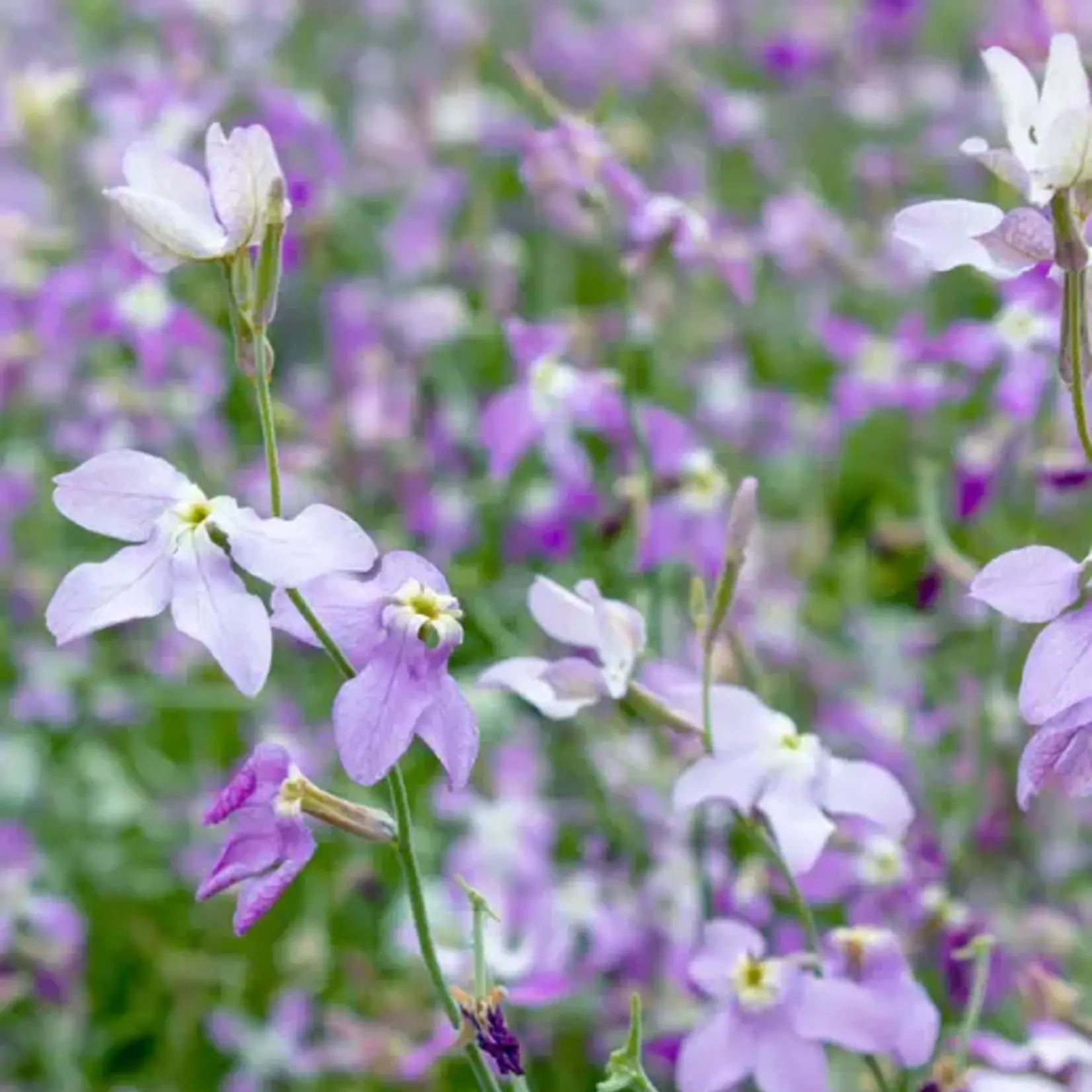 Seeds, Stocks Evening Scented (West Coast Seeds)