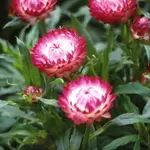 Seeds, Strawflower Bright Rose (West Coast Seeds)