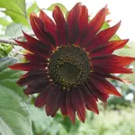 Seeds, Sunflower Moulin Rouge (West Coast Seeds)