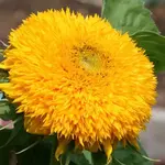 Seeds, Sunflower Teddy Bear (West Coast Seeds)