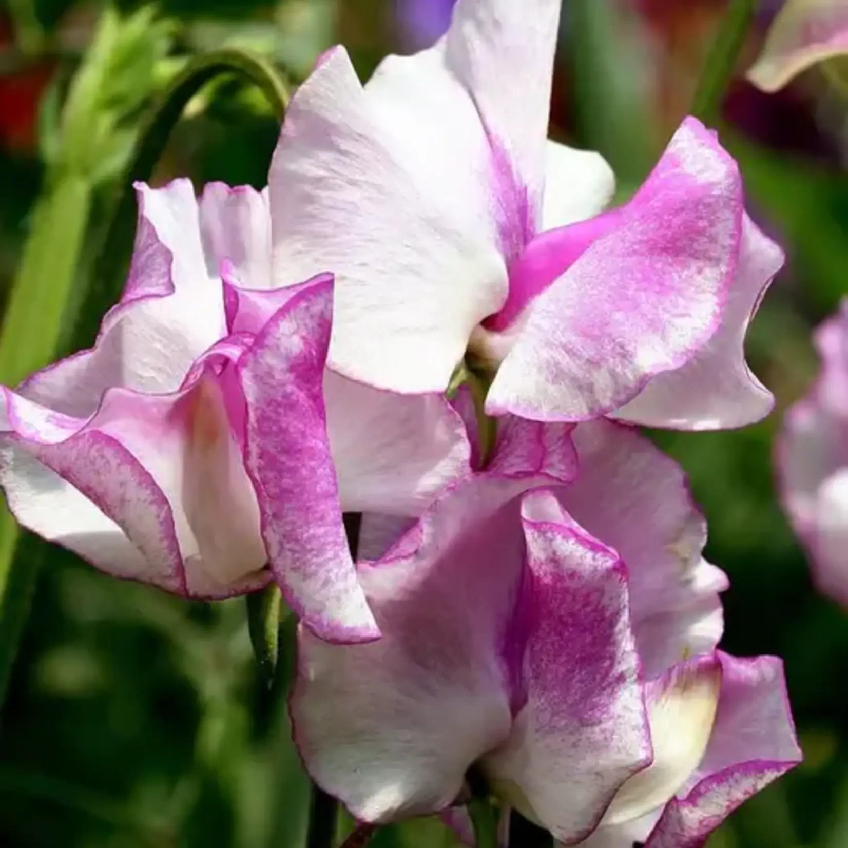 Seeds, Sweet Pea Old Spice Blend (West Coast Seeds)