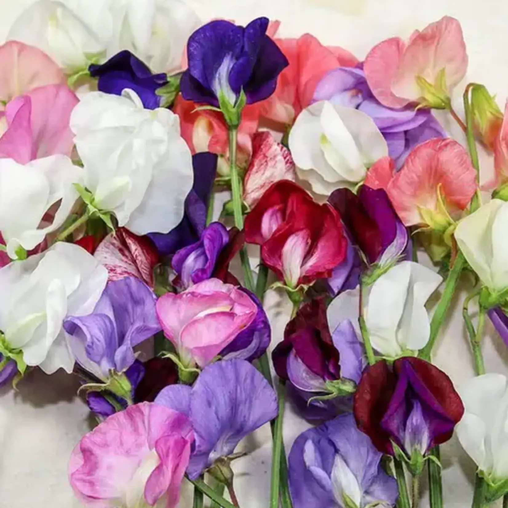 Seeds, Sweet Pea Old Spice Blend (West Coast Seeds)