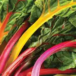 Seeds, Swiss Chard Celebration (West Coast Seeds)