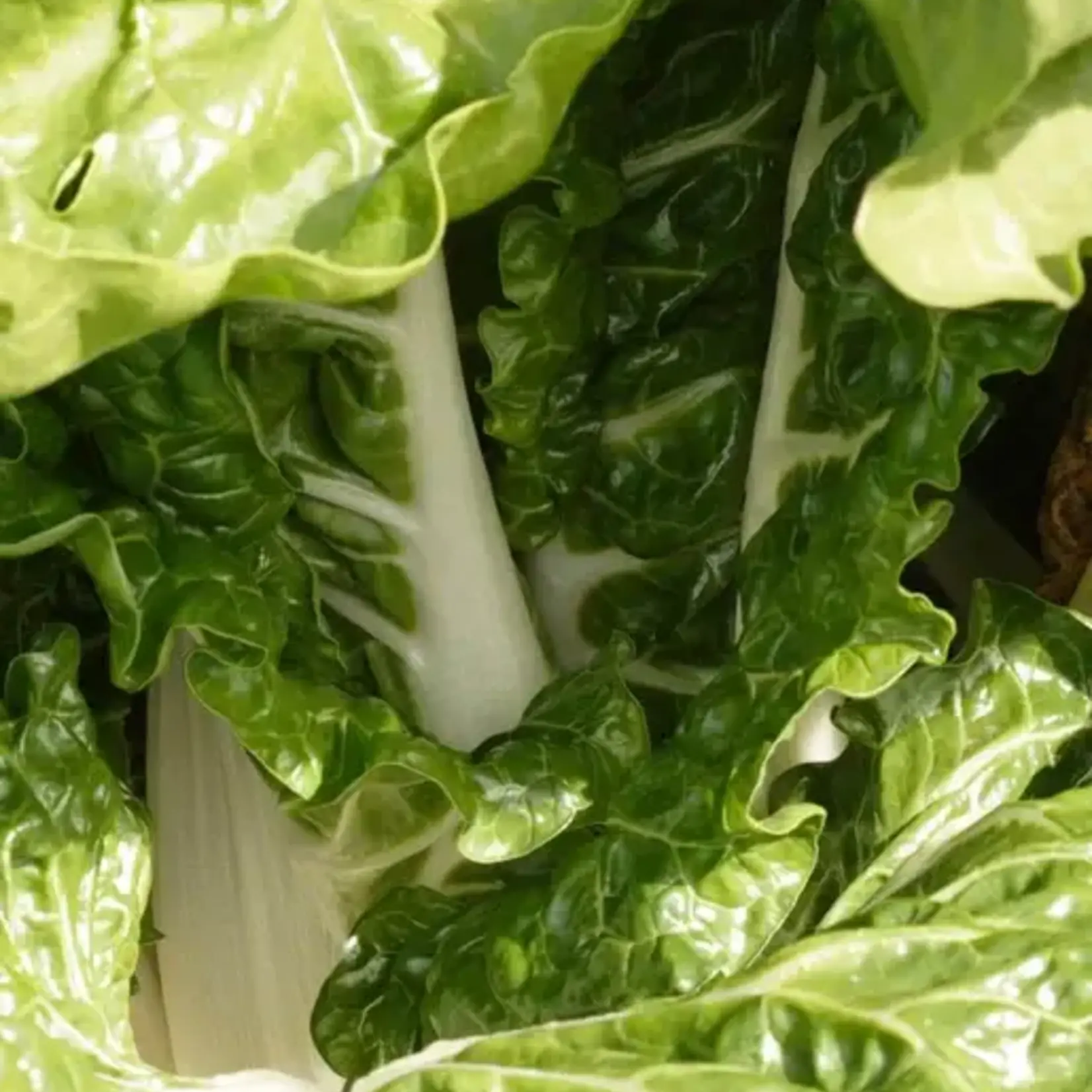 Seeds, Swiss Chard Fordhook Giant (West Coast Seeds)