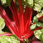 Seeds, Swiss Chard Rhubarb (West Coast Seeds)