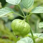 Seeds, Tomatillo Toma Verde (West Coast Seeds)