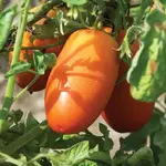 Seeds, Tomato San Marzano Lampadina 2 Organic (West Coast Seeds)