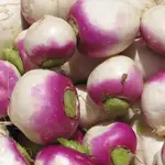 Seeds, Turnips Purple Top White Globe (West Coast Seeds)