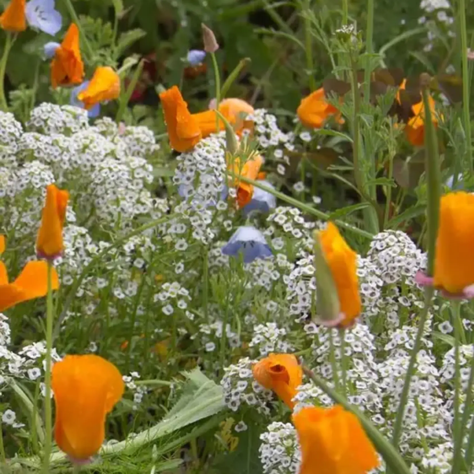 Seeds, Wildflowers Beneficial Insect Blend (West Coast Seeds)