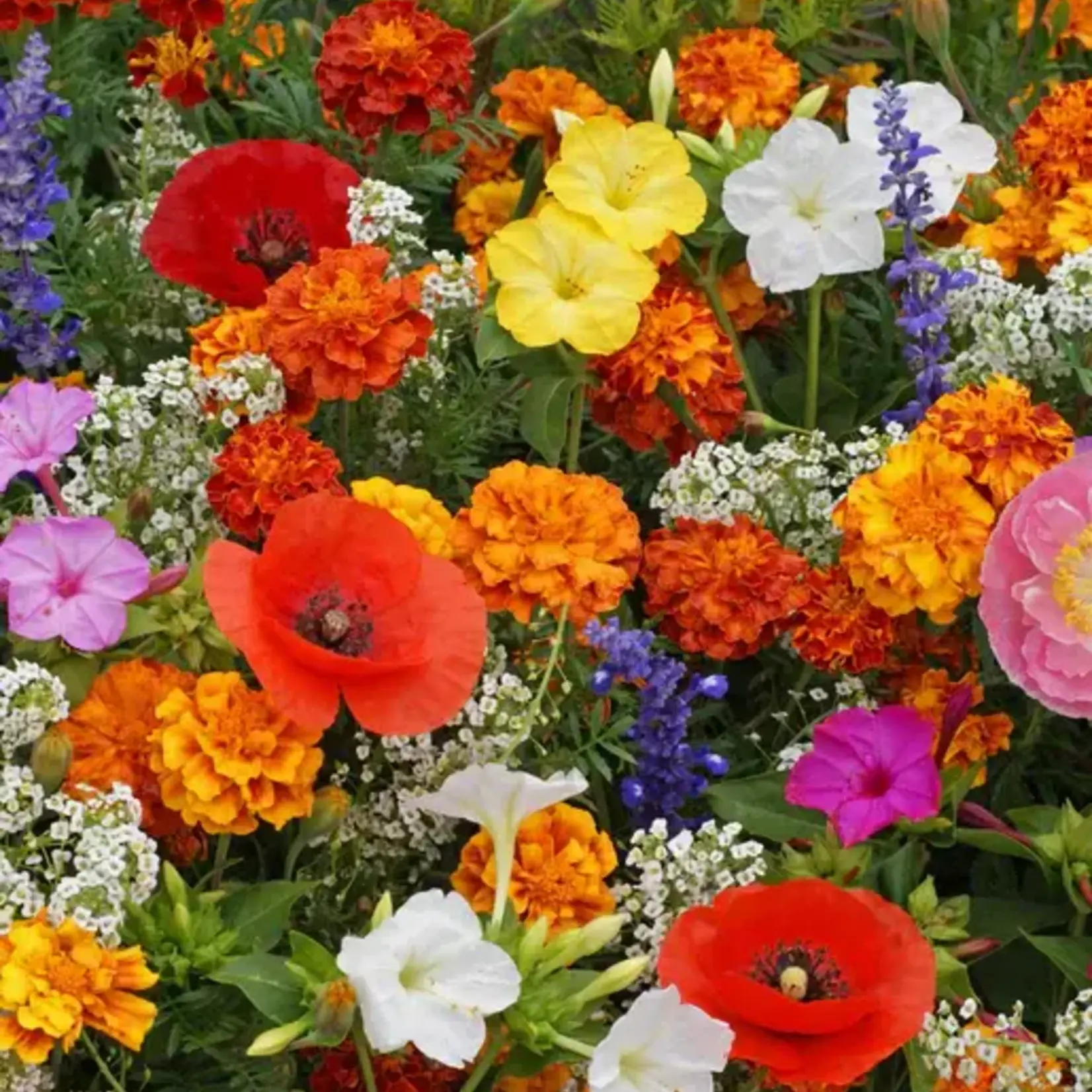 Seeds, Wildflowers Deer Resistant Blend (West Coast Seeds)