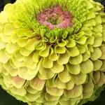 Seeds, Zinnias Queeny Lime with Blotch (West Coast Seeds)