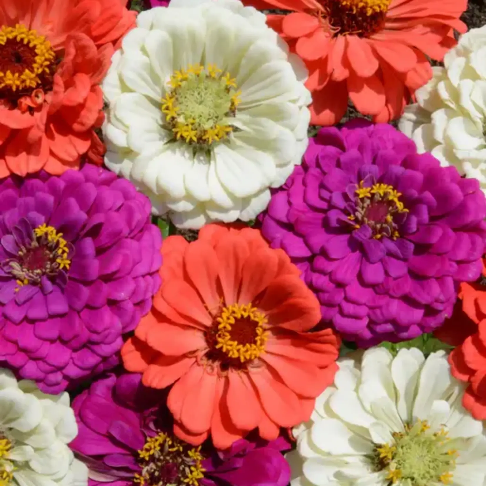 Seeds, Zinnias Under the Sea Mix (West Coast Seeds)