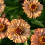 Seeds, Zinnias Zinderella Peach (West Coast Seeds)