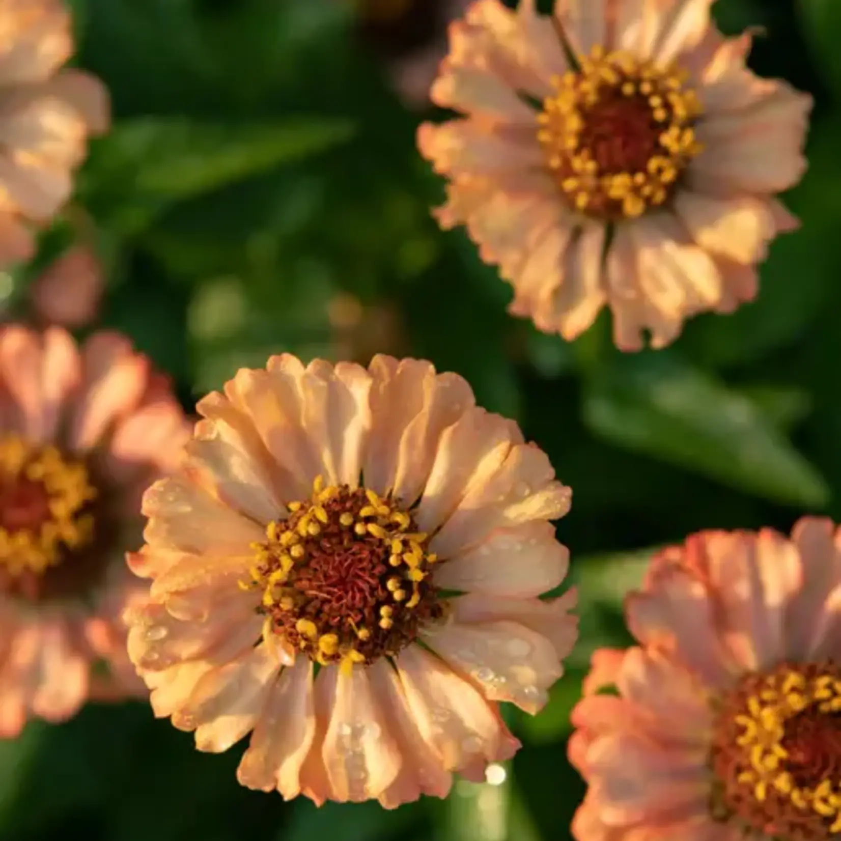 Seeds, Zinnias Zinderella Peach (West Coast Seeds)