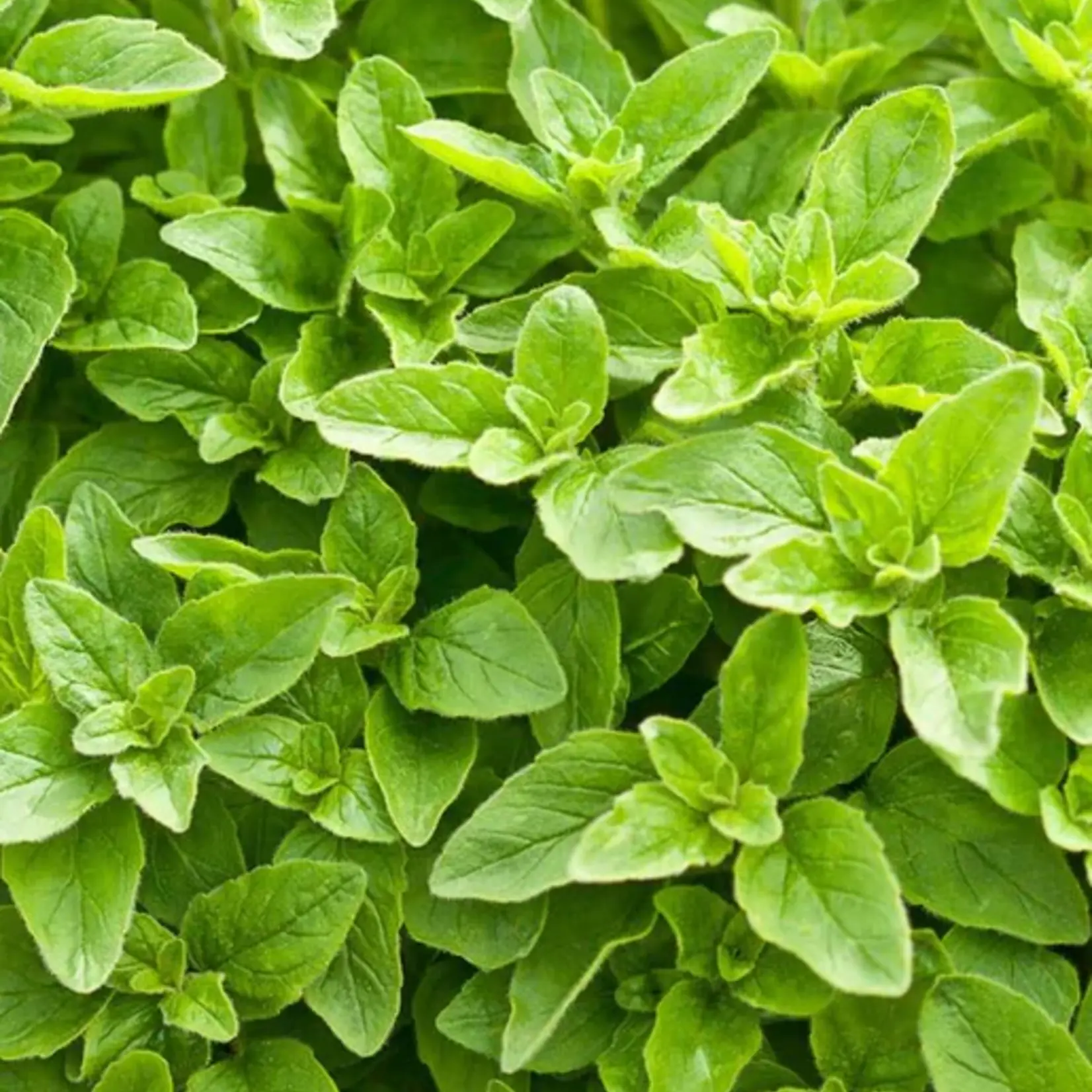 Seeds, Oregano Greek (West Coast Seeds)