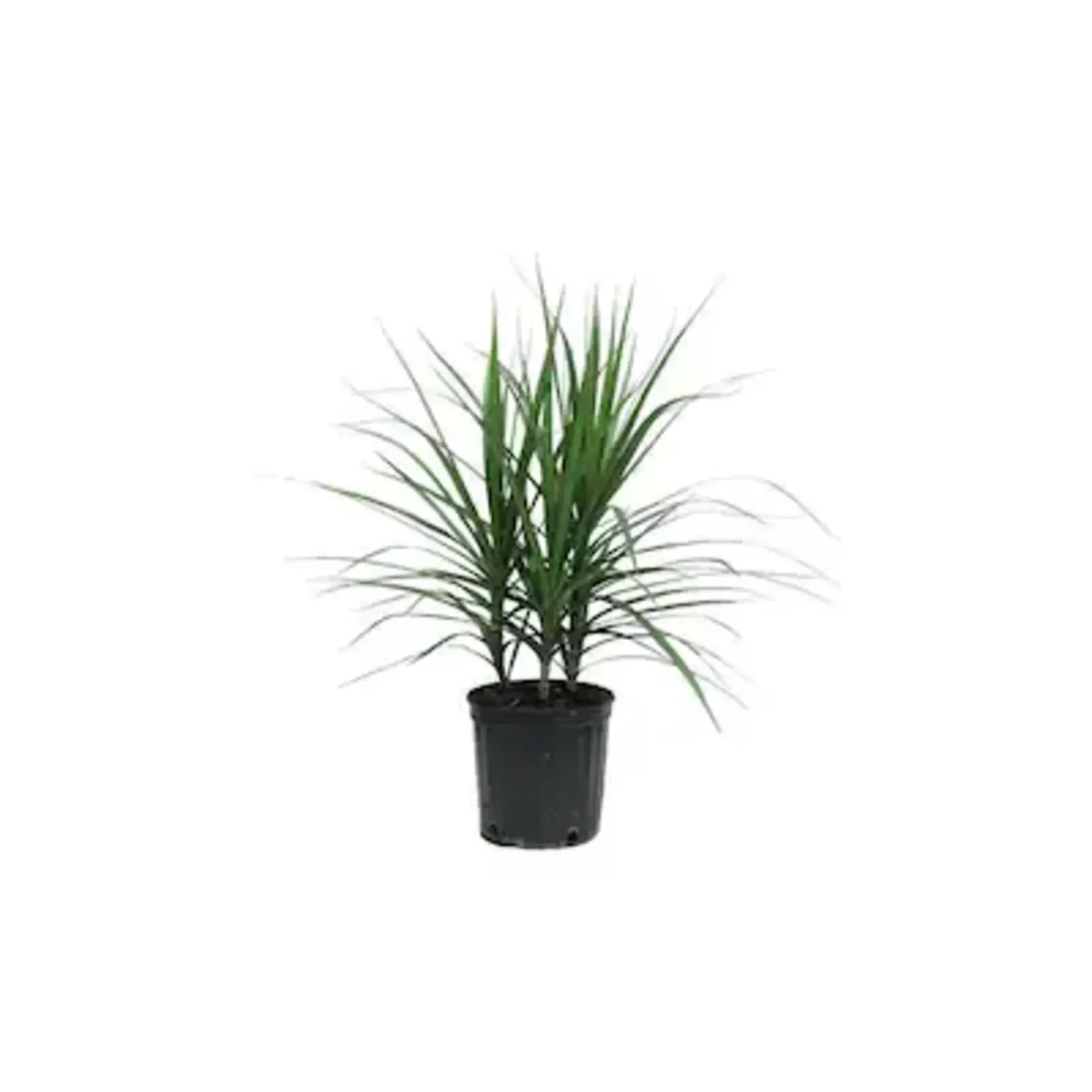 Dracaena, Dragon Tree 3G
