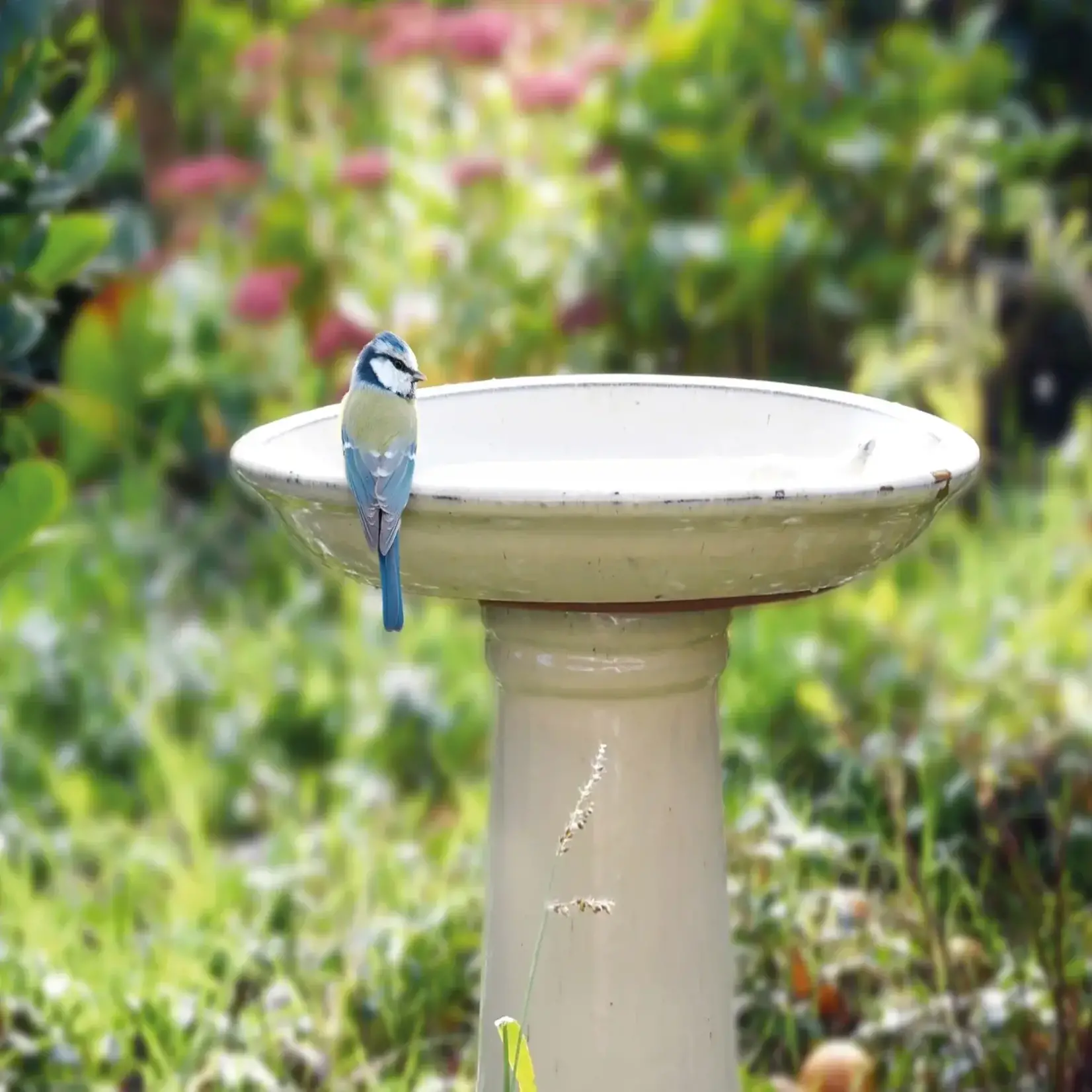Bird Bath, Cream on Foot