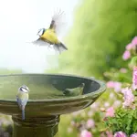 Bird Bath, Green on Foot