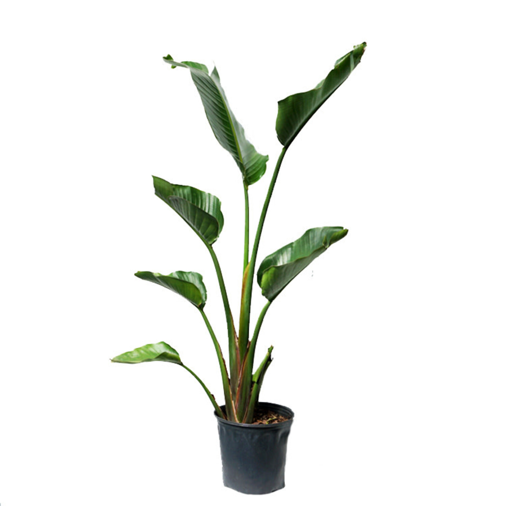Bird of Paradise, White 10 in