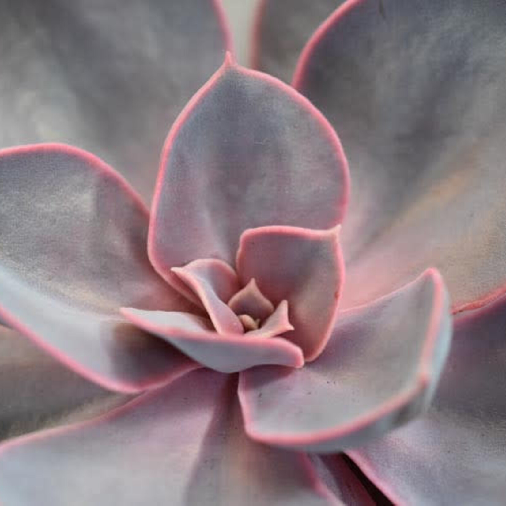 Echeveria, Purple Pearl 3 in
