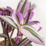 Tradescantia, Nanouk 3 in