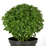 Herb, Basil Kitchen Minis Bonsai 4 in