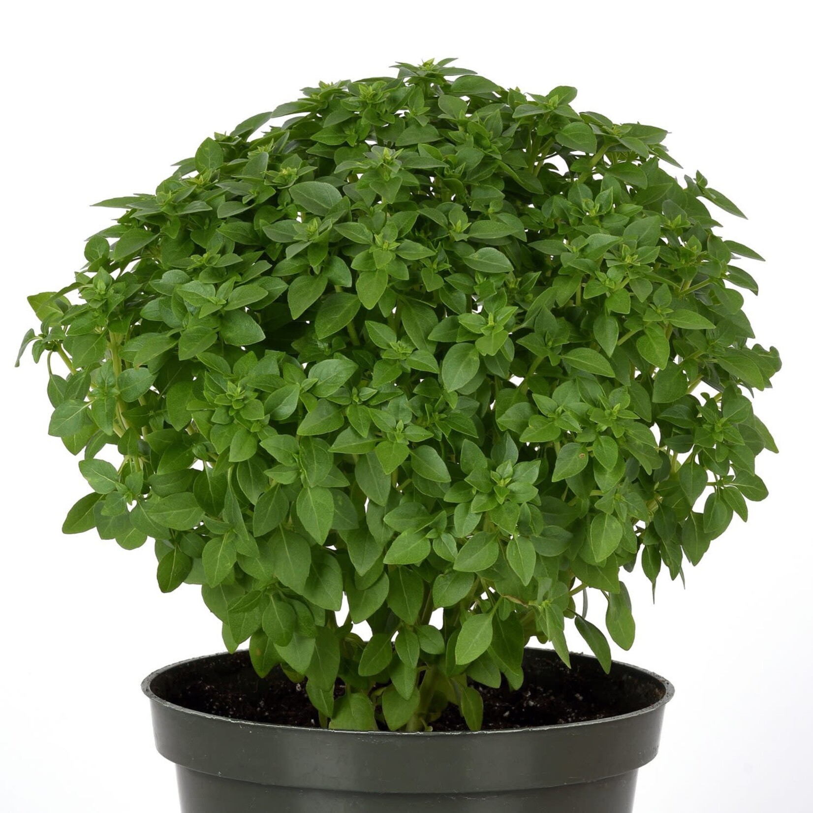 Herb, Basil Kitchen Minis Bonsai 4 in
