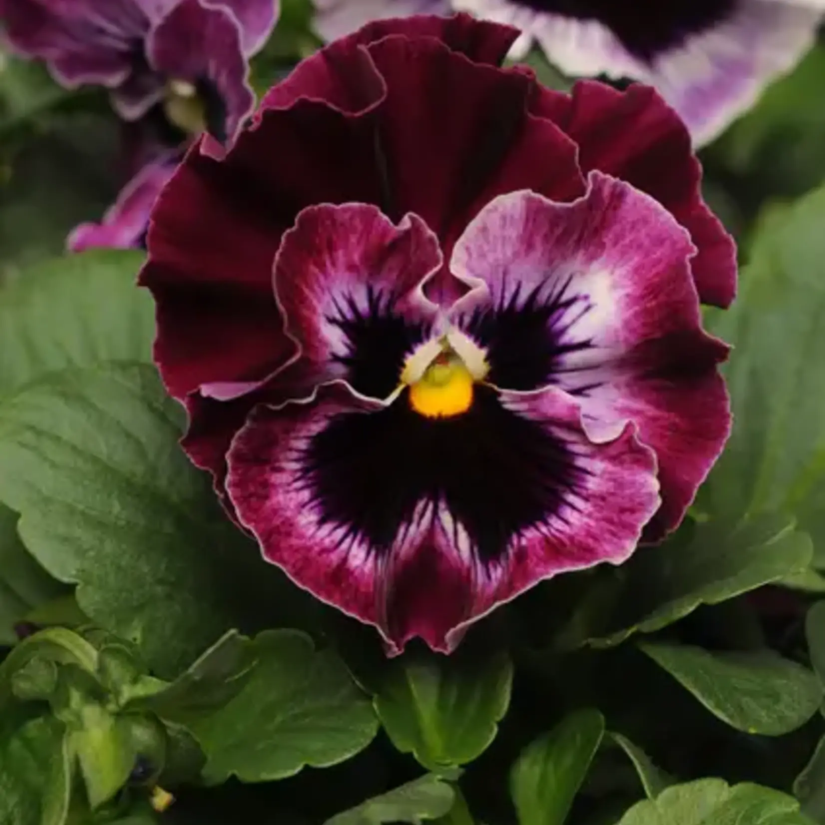 Seeds, Pansies & Violas Frizzle Sizzle Raspberry (West Coast Seeds)