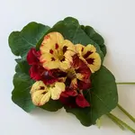 Seeds, Nasturtiums Bloody Mary (West Coast Seeds)